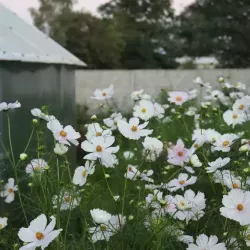 farma-kwiatow-cetych-5